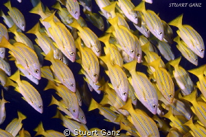 School of Bluestripe Snapper by Stuart Ganz 
